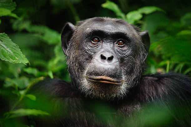 3 Days Primate Wildlife Safari To Kibale National Park Based On 5 Travelers.