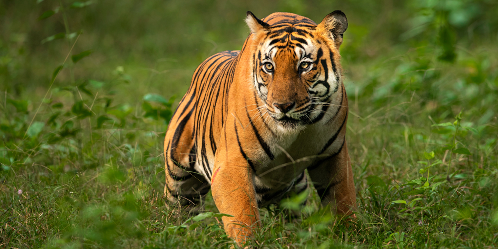 Nainital With Jim Corbett