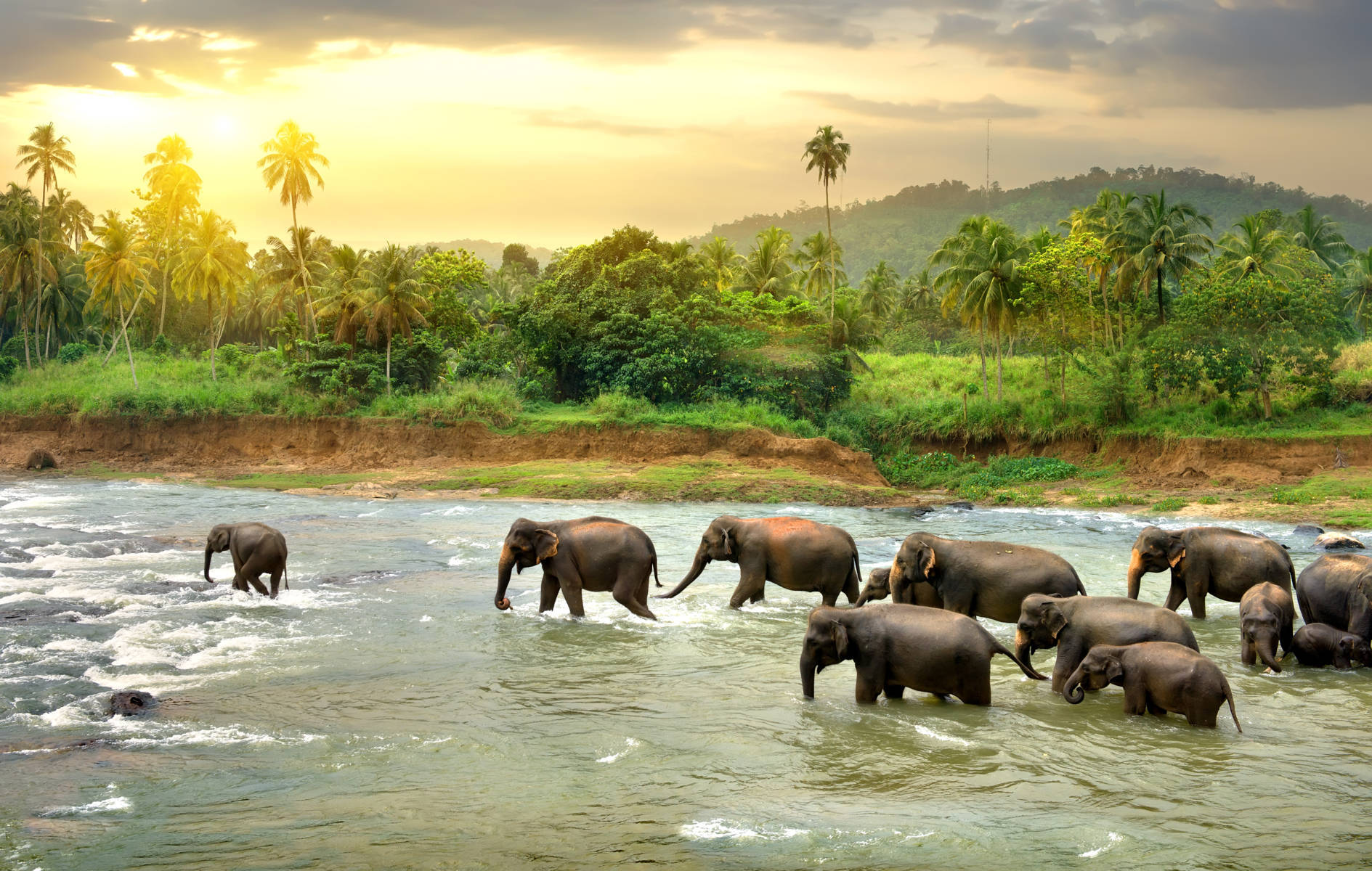 Sri Lanka Classic Tour - 07 N/ 08d