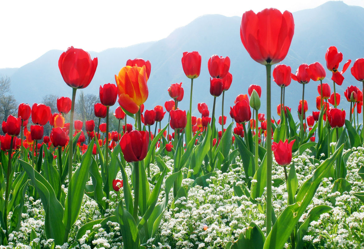 Winter In Kashmir Package