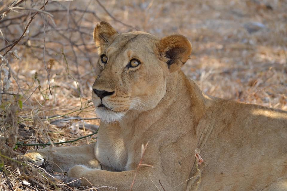 Ultimate African Safari And Beach Holiday