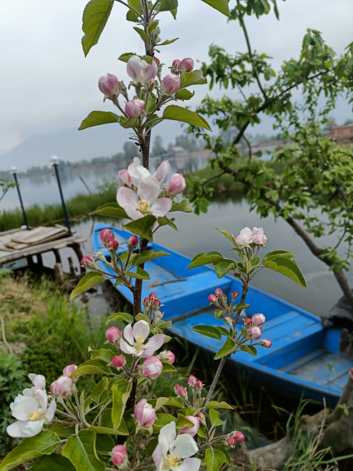 Explore Kashmir Of India 5 Nights 6 Days