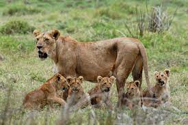 3-day Nyerere Np Private Safari & Cultural Experience