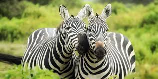 3-day Nyerere Budget Safari & Cultural Experiences