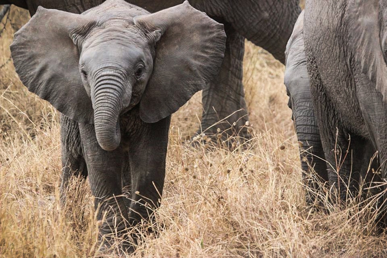 3-day Thrilling Nyerere National Park Private Safari