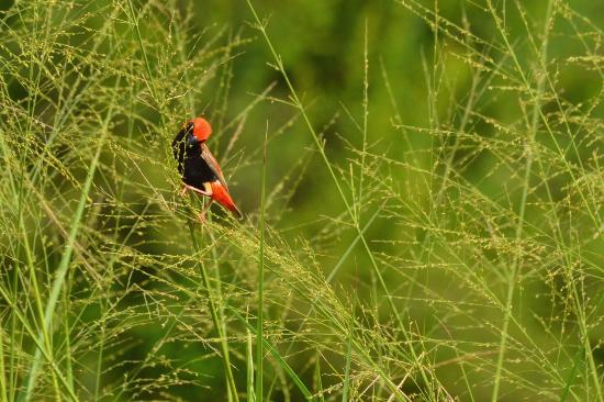 2-day Birdwatching