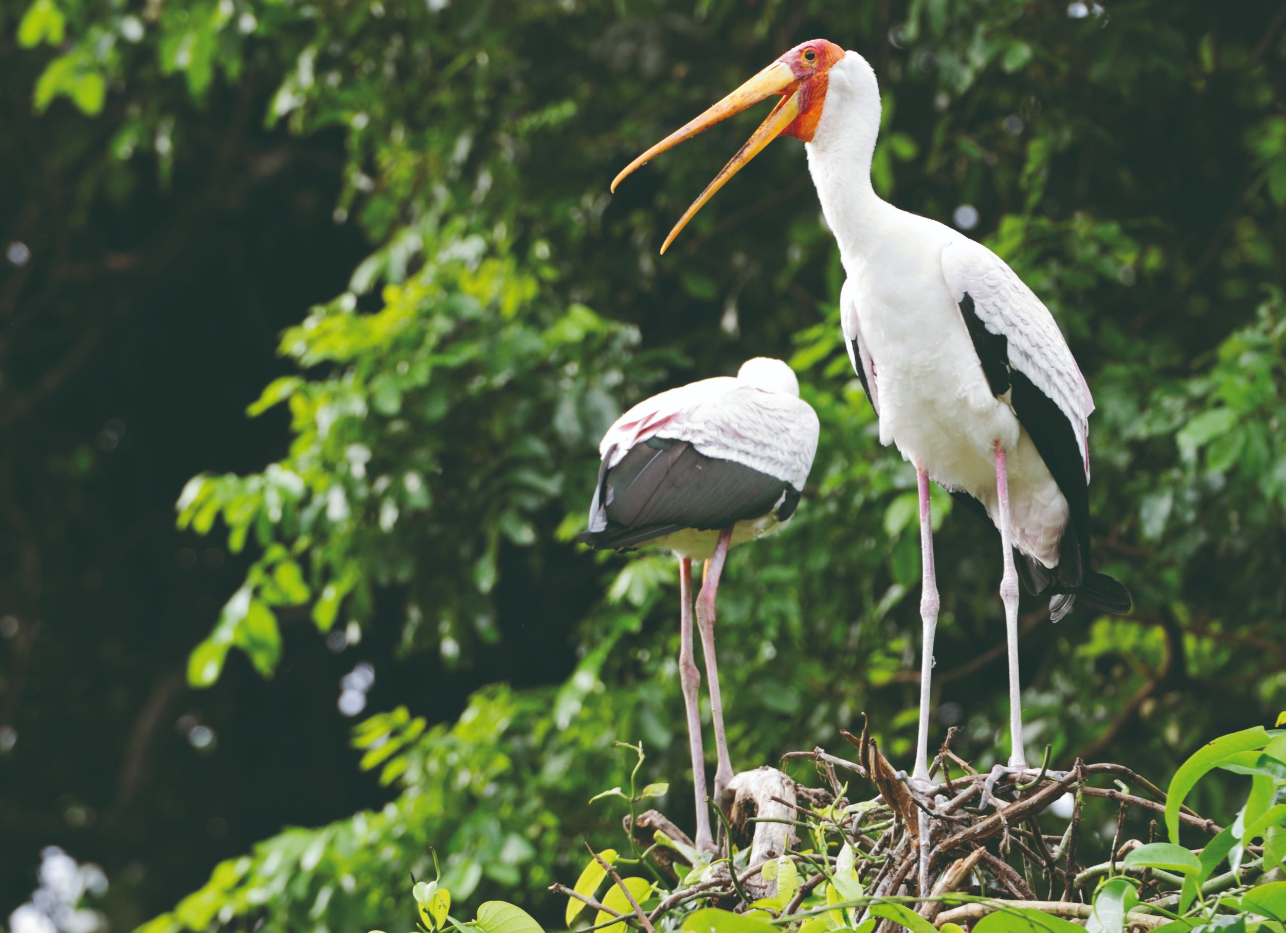 2-day Nyerere Np - Boat Safari And Birdwatching