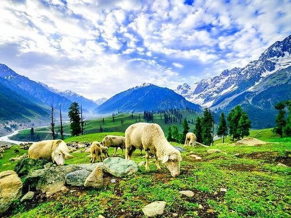 Kashmir Honeymoon