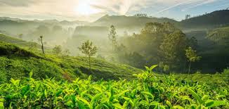 Honeymoon Kerala Tour Packeges