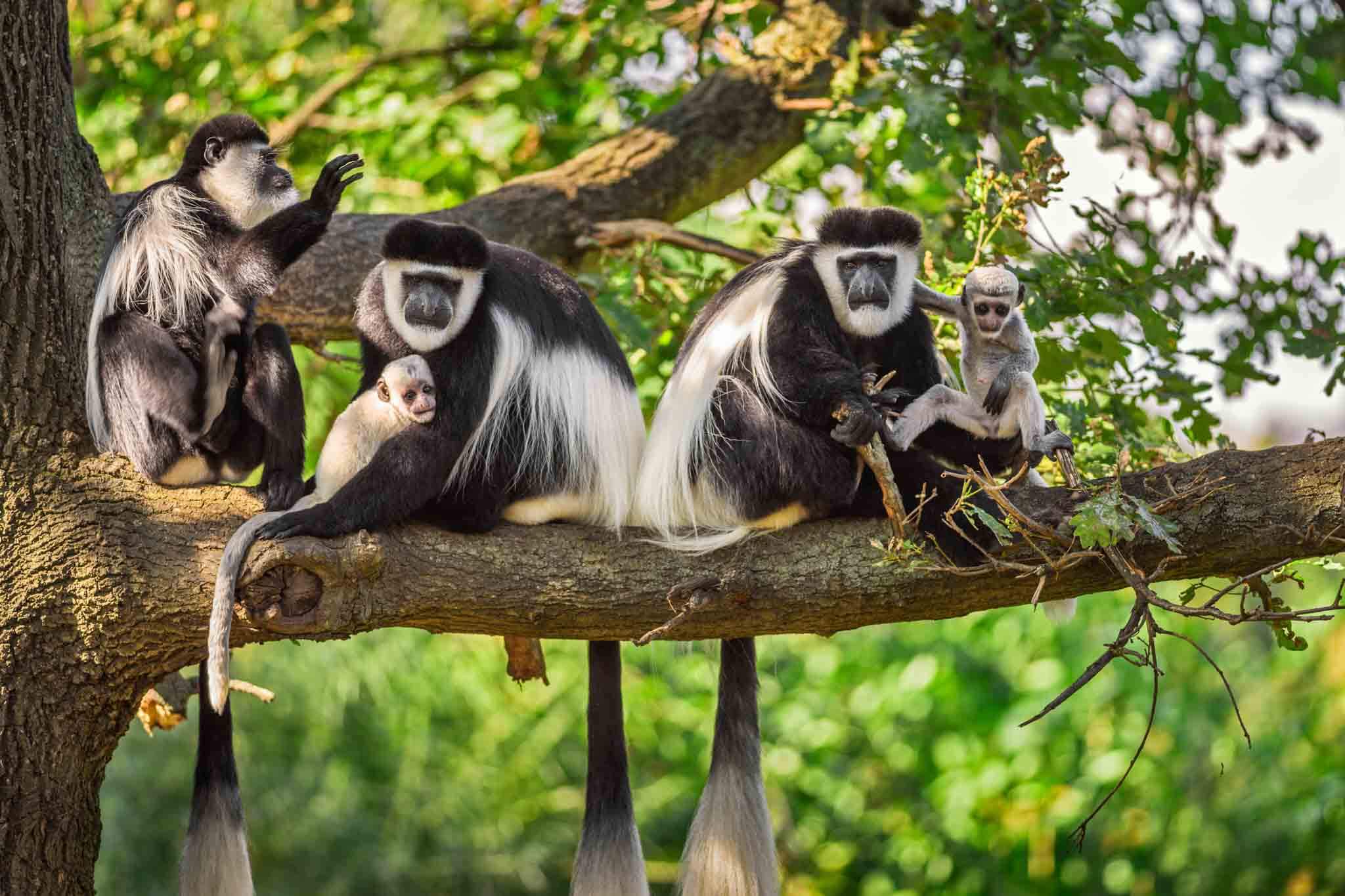 Trip Upcoming Adventures Tours To Tanzania East Africa