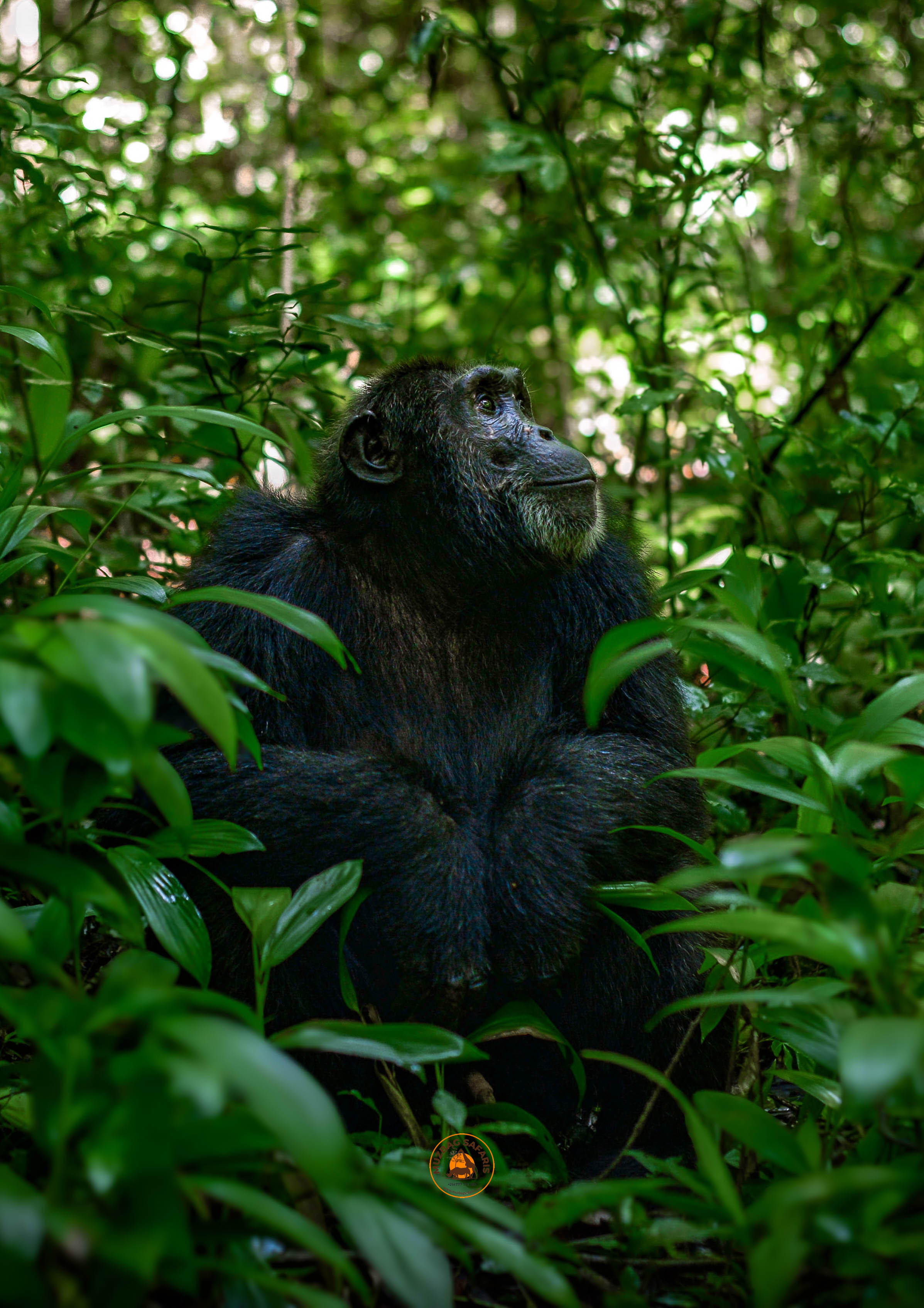 5 Days Safaris To Bwindi Gorillas & Primates