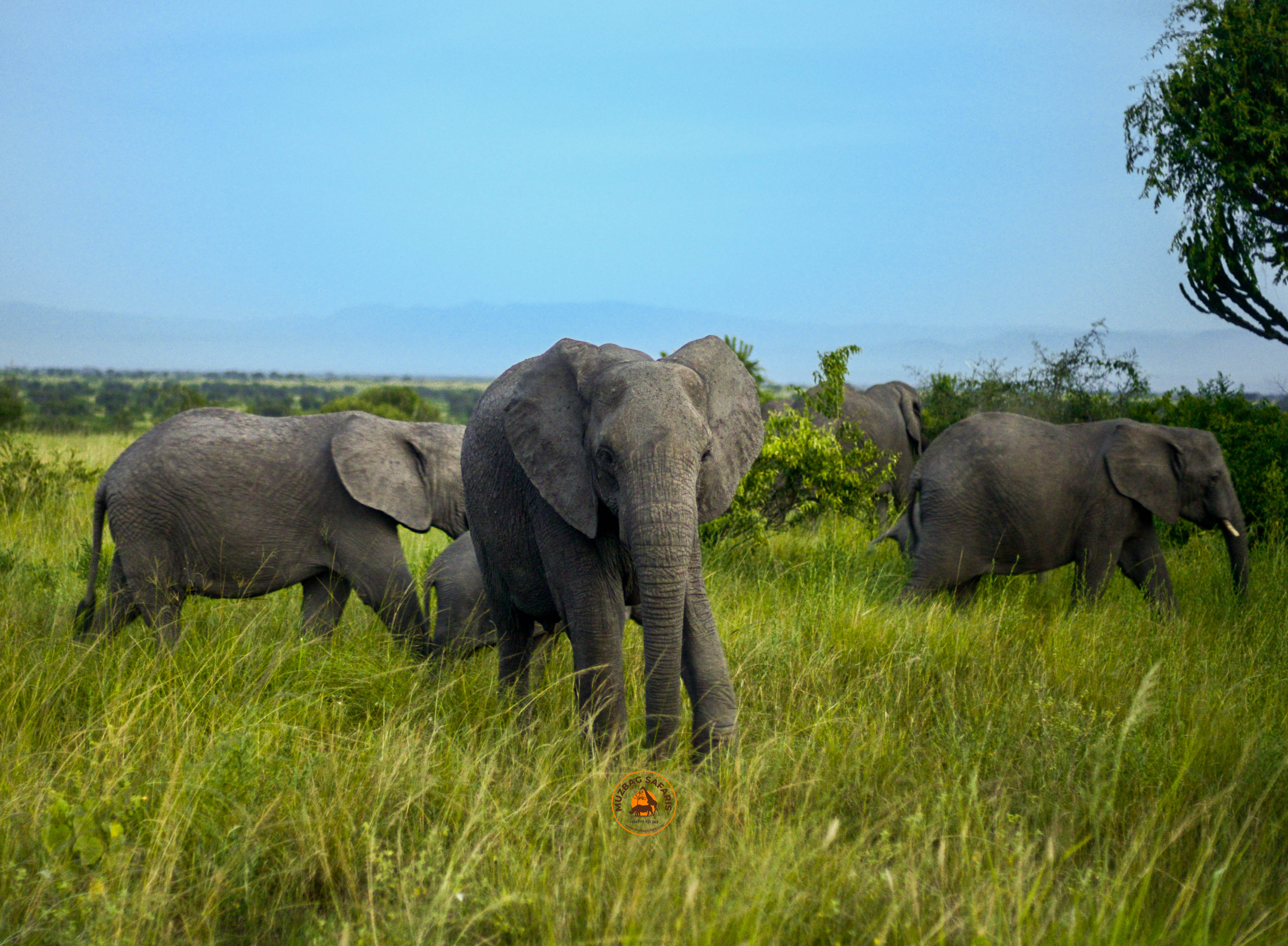 10 Days Wildlife, Gorilla And Primate Safari