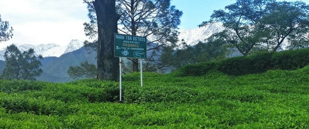 Dharmsala Tea Company: Admire Vast Plantations