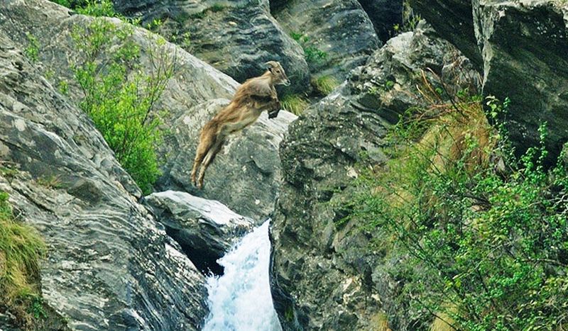 The Great Himalayan National Park (Kullu)
