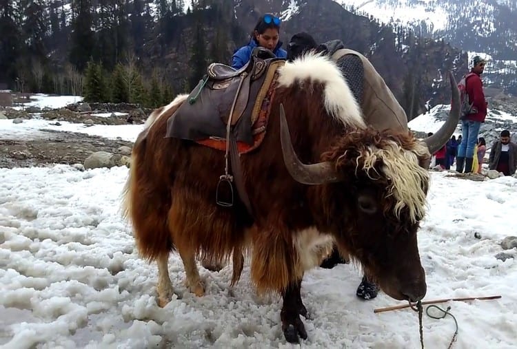 Yak Ride
