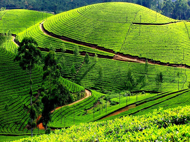 Ooty – For The Scenic Beauty