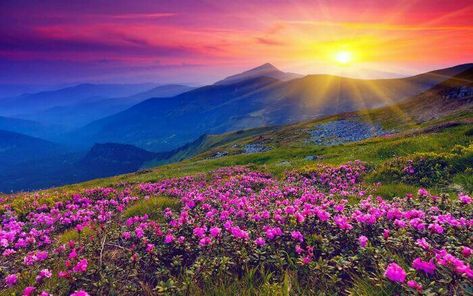 Valley Of Flowers, Uttaranchal – The Sea Of Flora And Refreshing Aromas