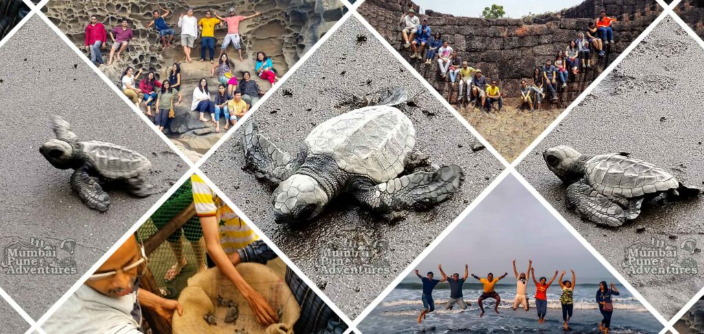 velas-Turtle-Festival