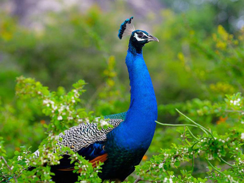 Udawalawe National Park, Colombo