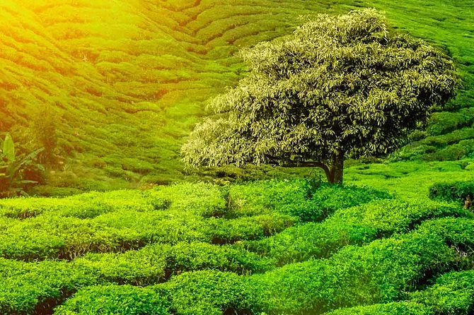 Tea and Herb Tour in Colombo