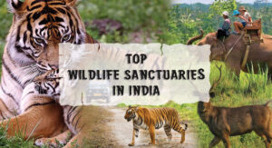 15 Best Wildlife Sanctuaries In India For Your Next Safari