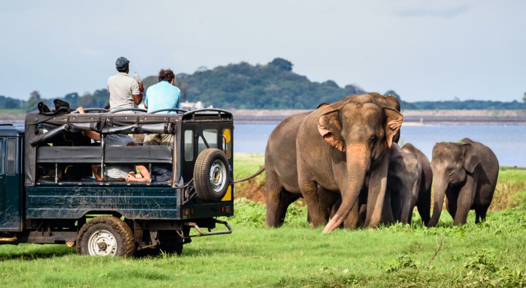  Yala National Park