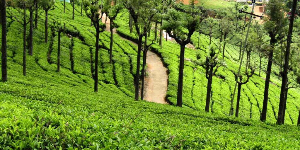 Ooty-Bliss of Nilgiri Hills