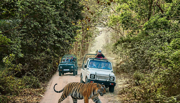 . Jim Corbett National Park – The Wildlife Safari