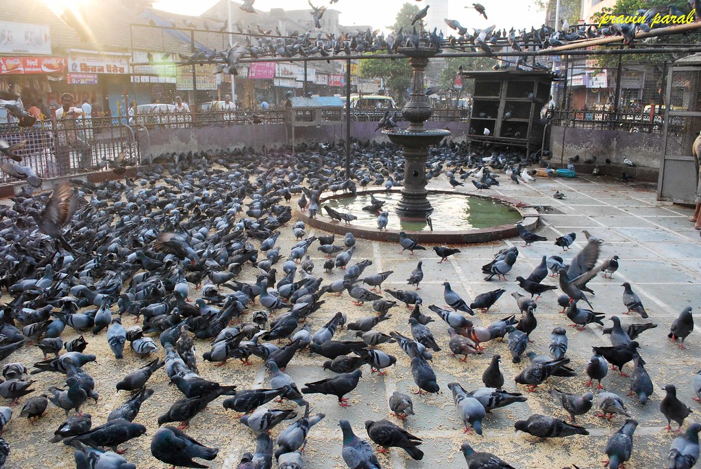 . Kabutar Khana market