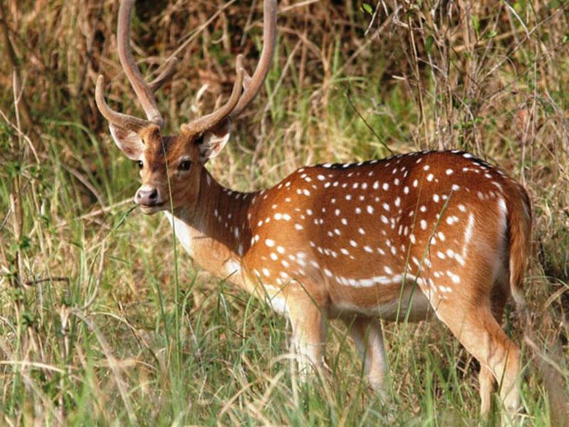 Tamor Pingla Wildlife Sanctuary, Chhattisgarh