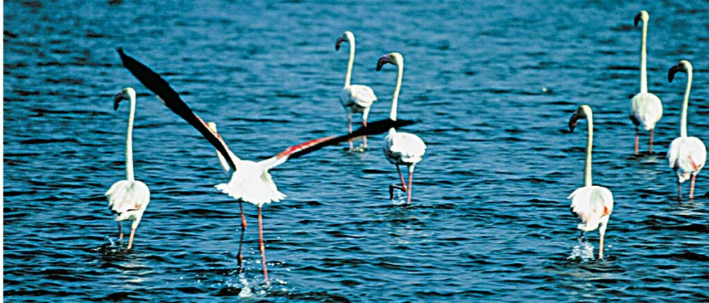 . Chilika Wildlife Sanctuary, Odisha