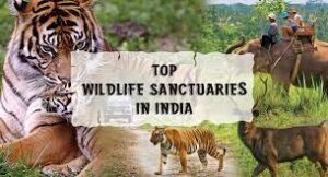 Top 15 Wildlife Sanctuary in India - Tripbibo