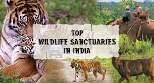 Top 15 Wildlife Sanctuary in India - Tripbibo