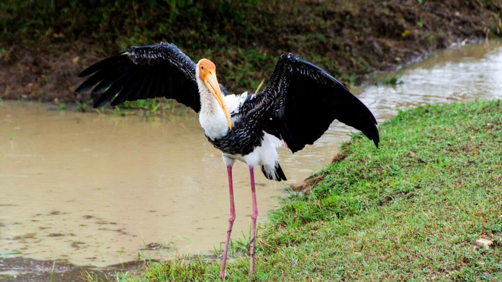 Yala National Park - A host of wildlife and birds