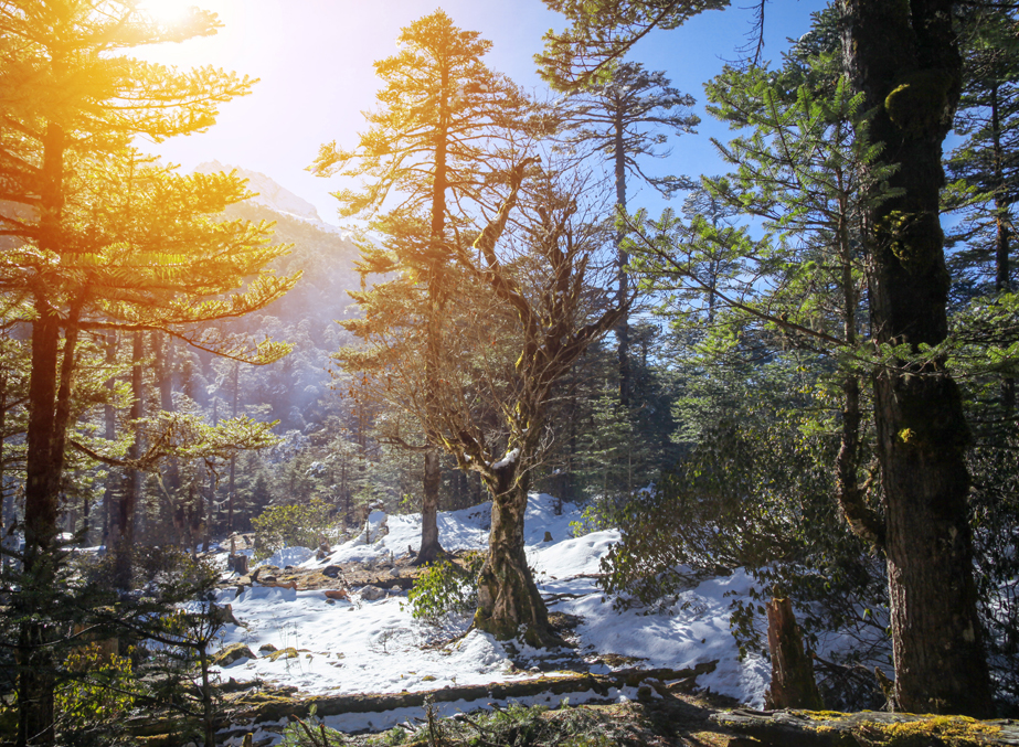  Summer at Sikkim (March to June)