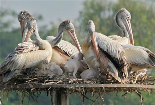  Rollapadu Wildlife Sanctuary, Andhra Pradesh