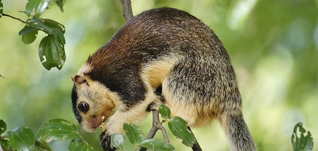 Grizzled Squirrel Wildlife Sanctuary, Tamil Nadu