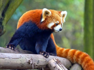 Sikkim Wildlife: 8 Awe-Striking Top Sanctuaries and National Parks