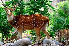 Chail Wildlife Sanctuary