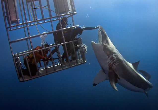 White shark cage diving (Isla Guadalupe, Mexico)