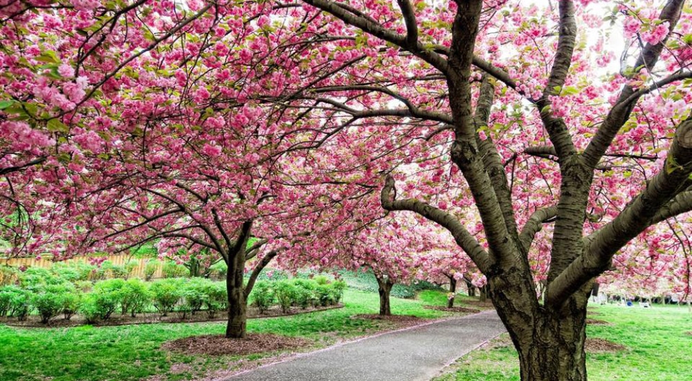 6. Brooklyn Botanic Gardens, New York, New York