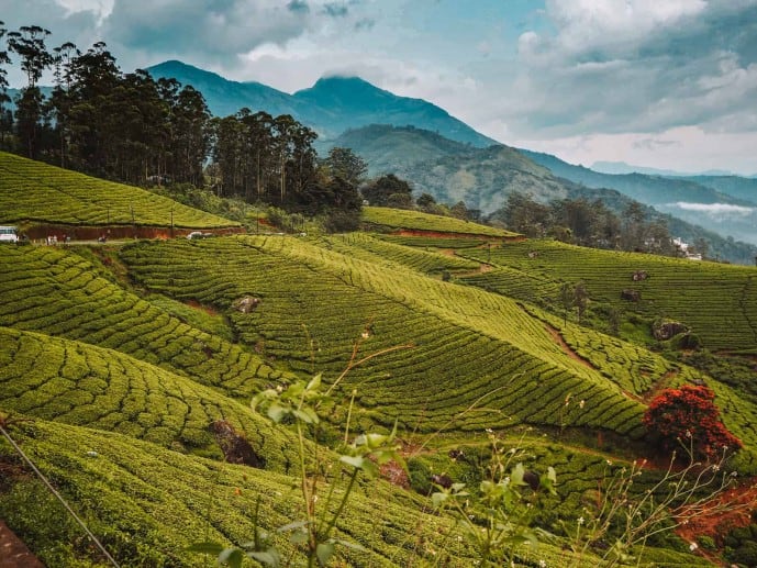 4. Munnar… pleasant smell of tea