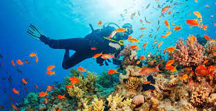 10. Discover Life Underwater At Andamans