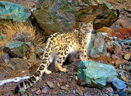 4.Hemis National Park, Jammu and Kashmir – Exotic Wildlife