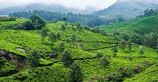11. Coorg