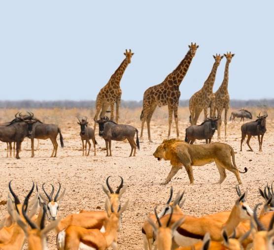 Braving an African Safari (Namibia)