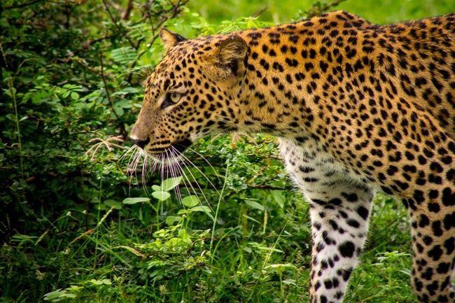 2. Yala National Park - Home To A Host Of Wildlife And Birds