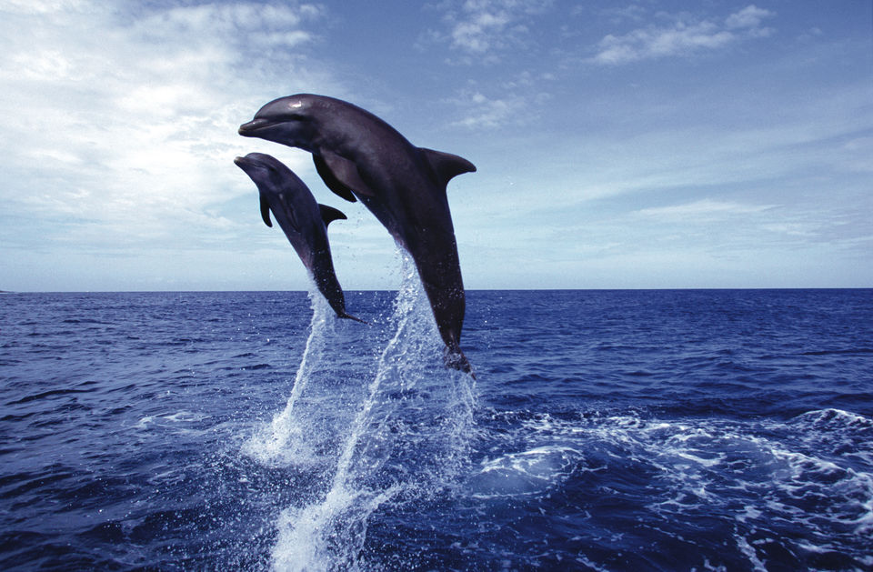2. Dolphin Watching
