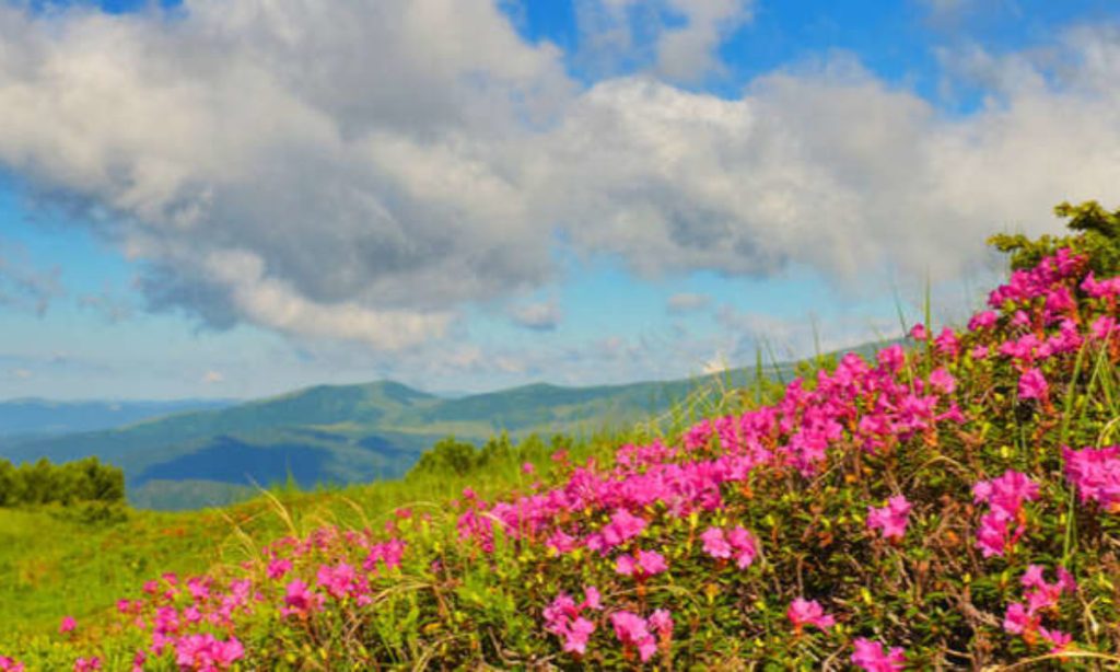 Tosh: Bucolic Nature