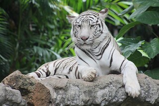 Dusit Zoo: An Encounter With Your Favorite Animals
